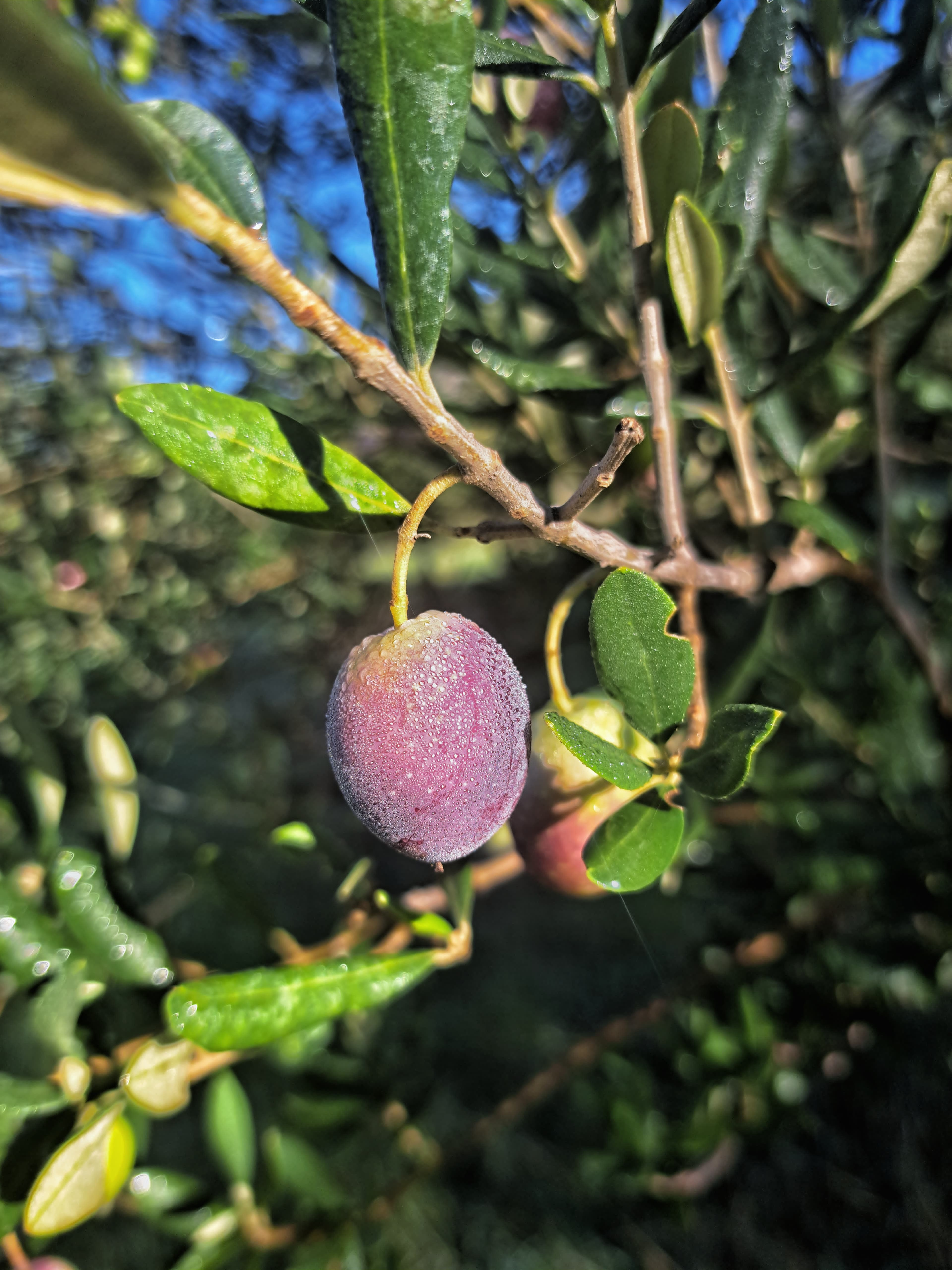 A ripe olive covered in morning dew